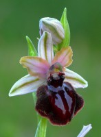 /album/le-ophrys-del-gargano/copia-di-30-marzo-2013-158-filtered-jpg/